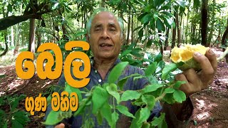 බෙලි වල විශ්මිත ගුණය Value of Bael fruit [upl. by Fotina]