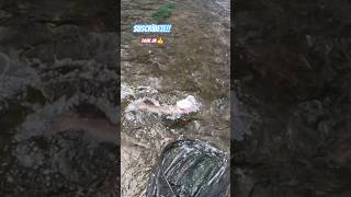 Pesca Hucho hucho fishing salmon [upl. by Callas]