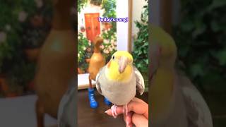 🎤Cody the Cockatiel sings the Cookie Cookie song in a cute performance [upl. by Alguire827]