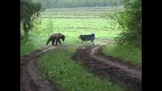 Jämthunden quotNoligårns Bärch Mosesquot Skäller ståndskall på Björn BearHound barks at bear [upl. by Chitkara]