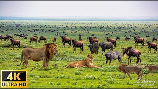 4K African Wildlife Simien Mountains National Park  Scenic Wildlife Film With Real Sounds [upl. by Anyalram]