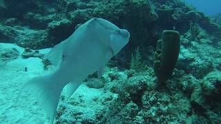 hogfish eating leftover lobster [upl. by Mast441]