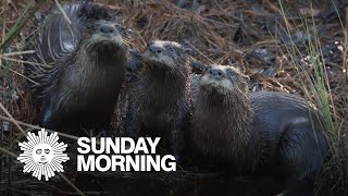 Nature Otters in North Carolina [upl. by Zimmermann]