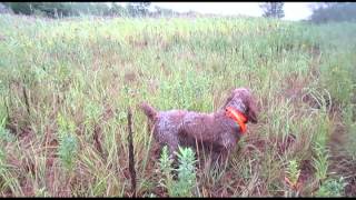 Spinone training for hunting [upl. by Anihtyc]