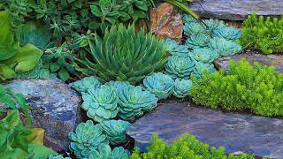 10 Way Plant succulent garden like a pro [upl. by Yraeht]