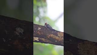 Frecklebreasted woodpecker birds nature nikonwildlife wildlife [upl. by Halilad]