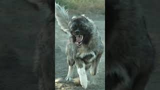 Caucasian Shepherd astonishingfacts facts astoundingdiscoveries [upl. by Elwood]