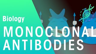 Monoclonal Antibodies  Health  Biology  FuseSchool [upl. by Ahset672]