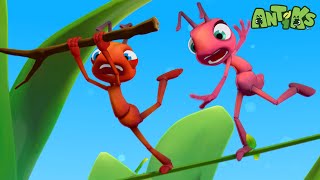 High Wire Act  🐛 Antiks amp Insectibles 🐜  Funny Cartoons for Kids  Moonbug [upl. by Simeon]