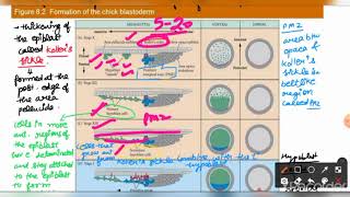 Development  cleavage gastrulation axis and pattern formation in chick of gallus  gallus [upl. by Cord]