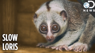 Everything You Need To Know About The Slow Loris [upl. by Clarette]