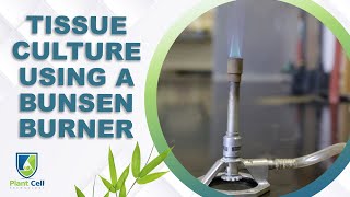 How To Use A Bunsen Burner In Your Tissue Culture Process [upl. by Romelle894]