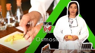 Osmosis  Biology Alevel Required Practical [upl. by Salim]