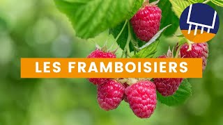 Conseils pour une récolte abondante de framboises dans votre jardin [upl. by Eadnus]