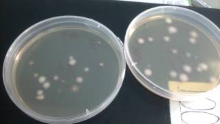 Colony of Bacillus Subtilis in B media [upl. by Eniluap]