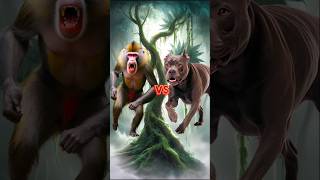 Mandrill Monkey vs Animals amp Jurassic World pitbull [upl. by Lindbom218]