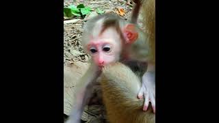 monkeyforest animalmonkey animals monkeyhouse monkey monkeynatur primate cute [upl. by Deckert734]