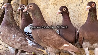 Meulemans pigeons [upl. by Lauralee]