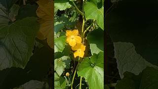 WAX GOURD FLOWER 🌼  Beautiful yellow flowers golden colourful gardenfresh [upl. by Merkle]