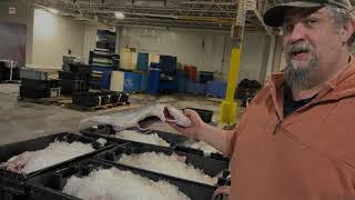 Mike V at the Portland Fish Exchange [upl. by Namzzaj]