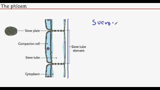 OCR AS Biology  Module 2Chapter 6 The Phloem [upl. by Deirdra]