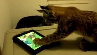 Siberian lynx playing with an iPad [upl. by Averir]