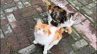 feeding street cats youtube，hungry street cat looking for food，woman feeding cats on the street [upl. by Tezil]