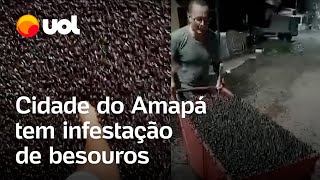 Cidade do Amapá tem infestação de besouros veja vídeos [upl. by Chantal829]