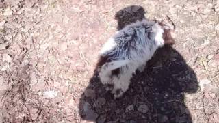 Training of young Lagotto Romagnolo for truffle hunting [upl. by Alyt]