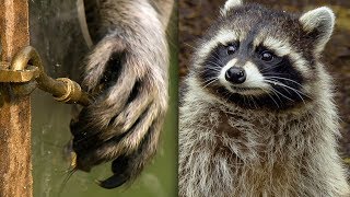 Racoon Demonstrates Problem Solving Skills  Earth Unplugged [upl. by Attolrahc]