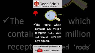 Functioning of eye  Retina  CBSE  Telangana AndhraPradesh Class 10  Physics cbseclass10 bio [upl. by Ailisab724]