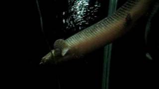 polypterus ornatipinnis 62CMＦＡＴ＆ＢＩＧＧＥＲpart 2 [upl. by Bergerac]