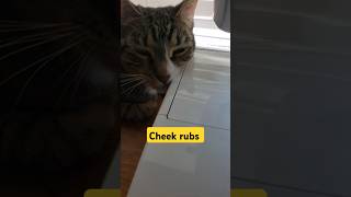 The cheek rubs cat cheeks [upl. by Aimee]