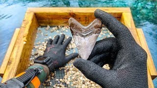 Found Megalodon Shark Tooth Underwater While Fossil Hunting How to Find Shark Teeth [upl. by Ahsiruam]