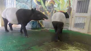 Tama Zoological Park  Tapirus indicus ≪ Malayan tapir ≫  マレーバク [upl. by Ardnahs]