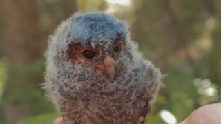 Flammulated Owls [upl. by Lemieux]