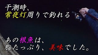 【簡単仕掛け〜初心者にオススメ】 脂ののった巨大カサゴとアジが釣れたので、アジの泳がせ釣りに初挑戦！！ [upl. by Hgielyk545]