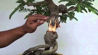 Bonsai Experiment Creating Nebari with Split Bark Technique [upl. by Perce]