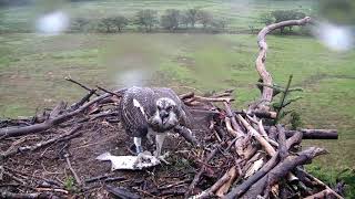 Glaslyn Ospreys [upl. by Anerhs772]