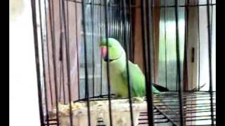 Talking Parrot  Amazing Bird from Kerala  Thathamme Poocha Poocha [upl. by Aryas]