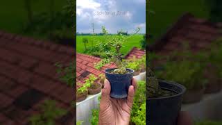 Gmelina philippensis part 2  Bonsai Tree  Sani Bonsai Zone garden gardening [upl. by Beryle]