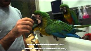 Guacamayo Miligold  Veterinario Online [upl. by Andrus858]