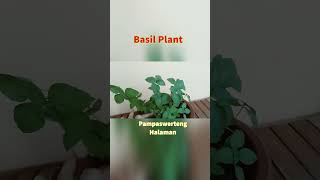 Pampaswerteng Halaman Basil Plant basil luckyplants houseplants [upl. by Pritchett]