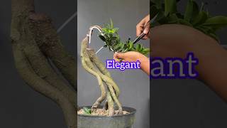 The Beauty of Elegant Ficus Bonsai Tree [upl. by Dagley]