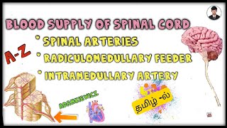 Blood supply of spinal cord  InTamil  Sarath lectures [upl. by Orabla]