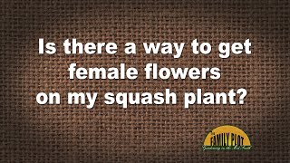 QampA – Is there a way to get female flowers on my squash plant [upl. by Ahsiekel416]