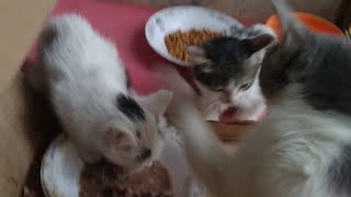 Mother Cat Attacking Her Kittens Because She Is Weaning Them And Teaching Them Table Manners [upl. by Annahsar]