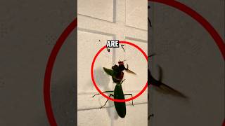 Wasp vs Praying mantis insect fight [upl. by Alol]