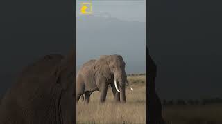 African Savanna Short Documentary  African Elephants 🐘 [upl. by Landsman659]