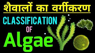 शैवालों का वर्गीकरण  Classification of Algae  Algae in hindi  Algae ka vargikaran  biology [upl. by Airitac345]